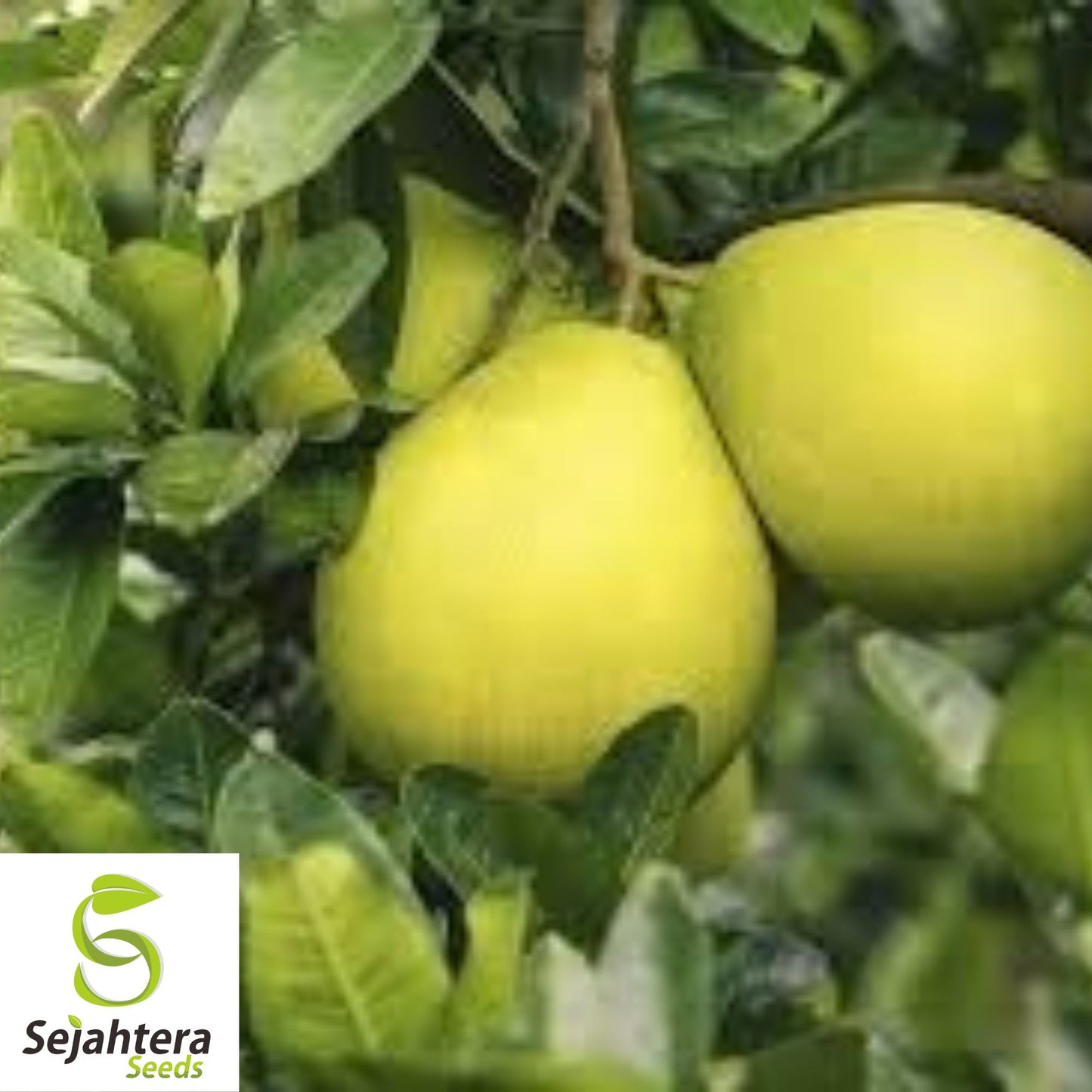Dwarf Organic Pomelo Citrus Seeds {Citrus Maxima} 5 Seeds