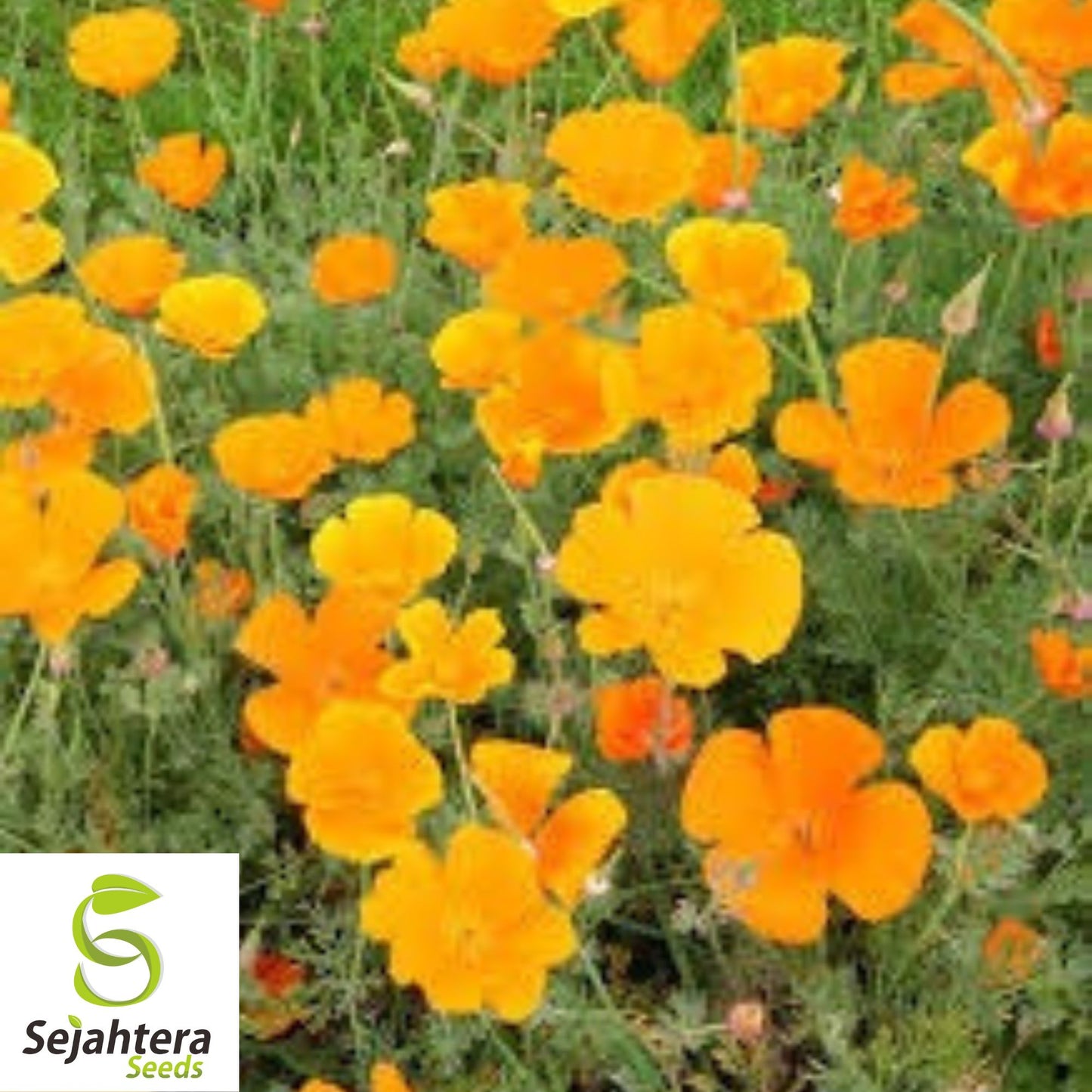 California Orange Poppy Seeds - 250+ Vibrant Wildflower, Perennial & Easy to Grow