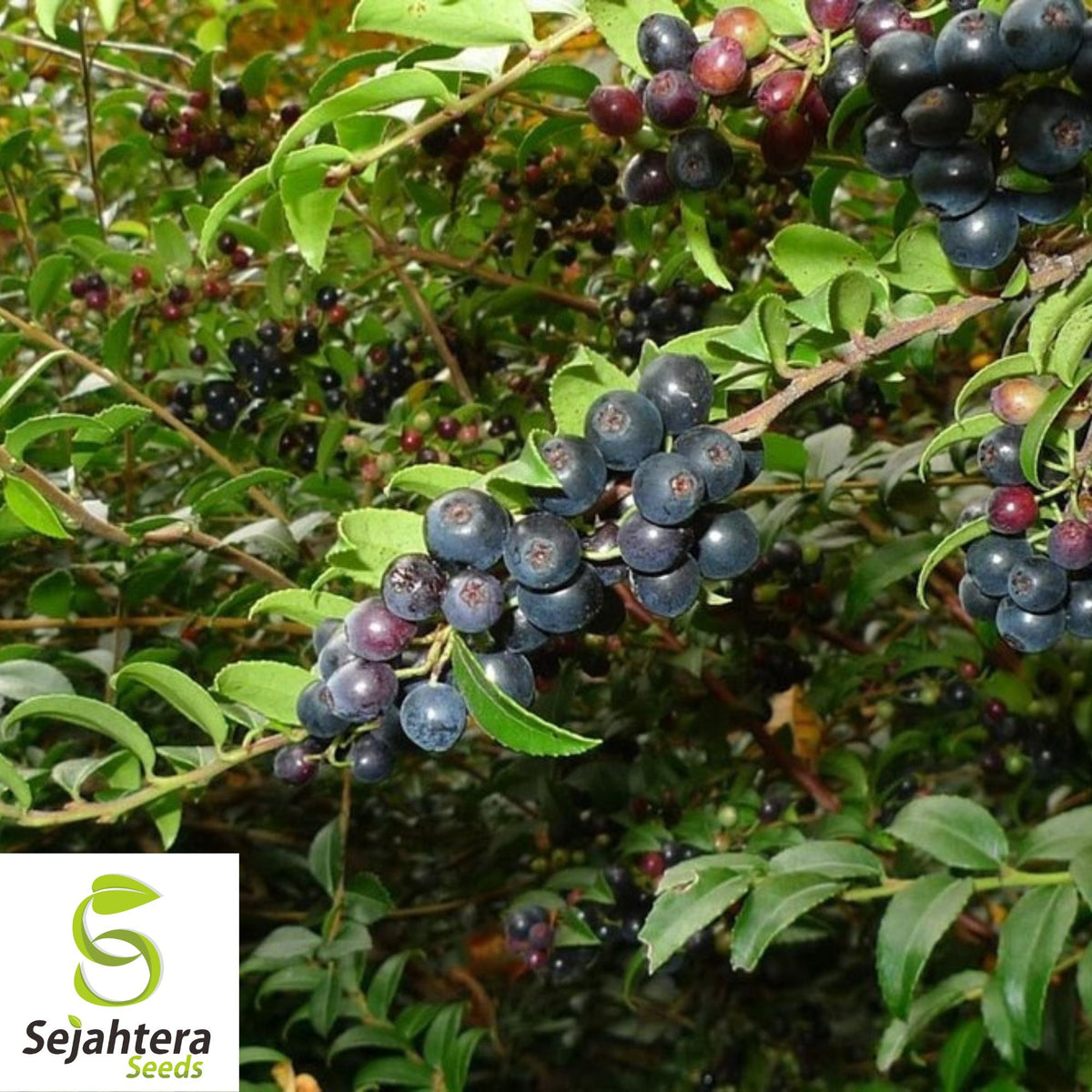 Evergreen Huckleberry Seeds {Vaccinium ovatum} 25+ Seeds