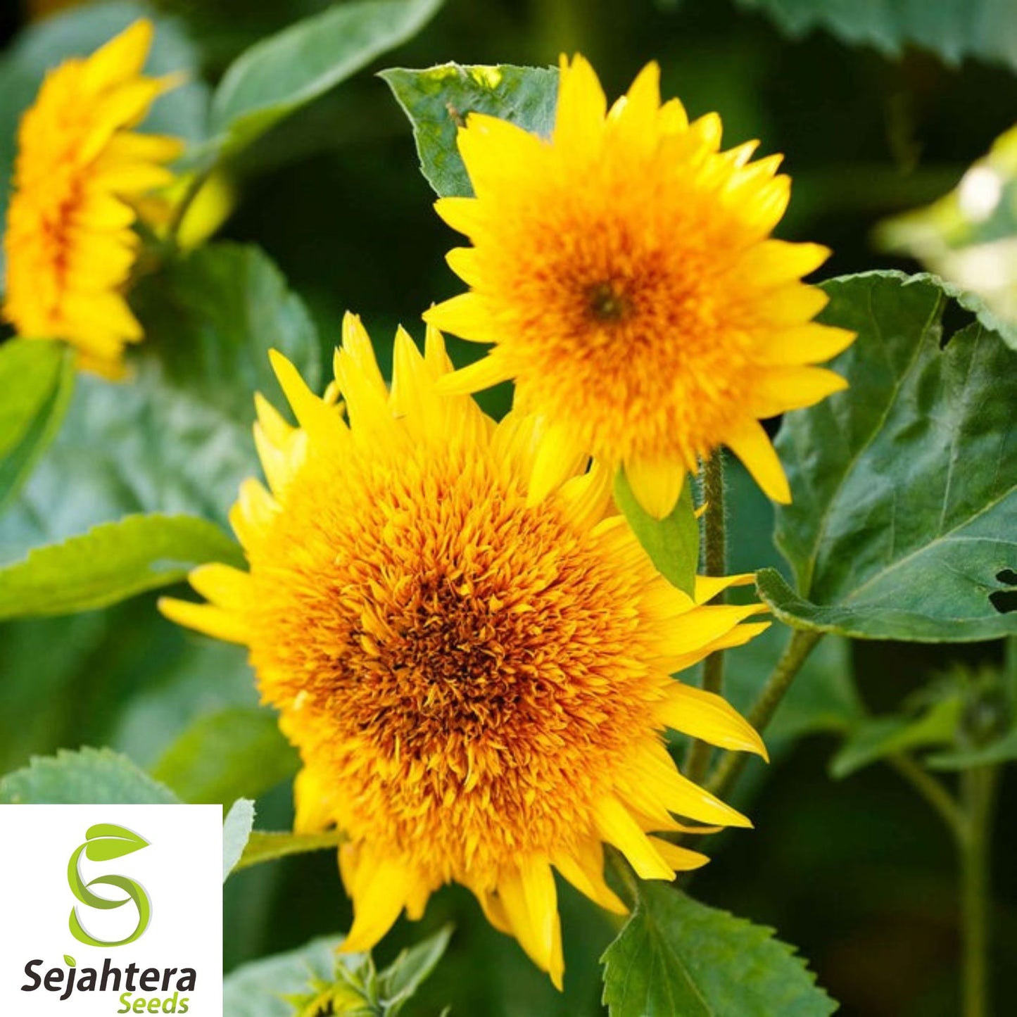 50+ Double Sun Sunflower Seeds - Large, Bold, Rare & Unusual Heirloom Blooms