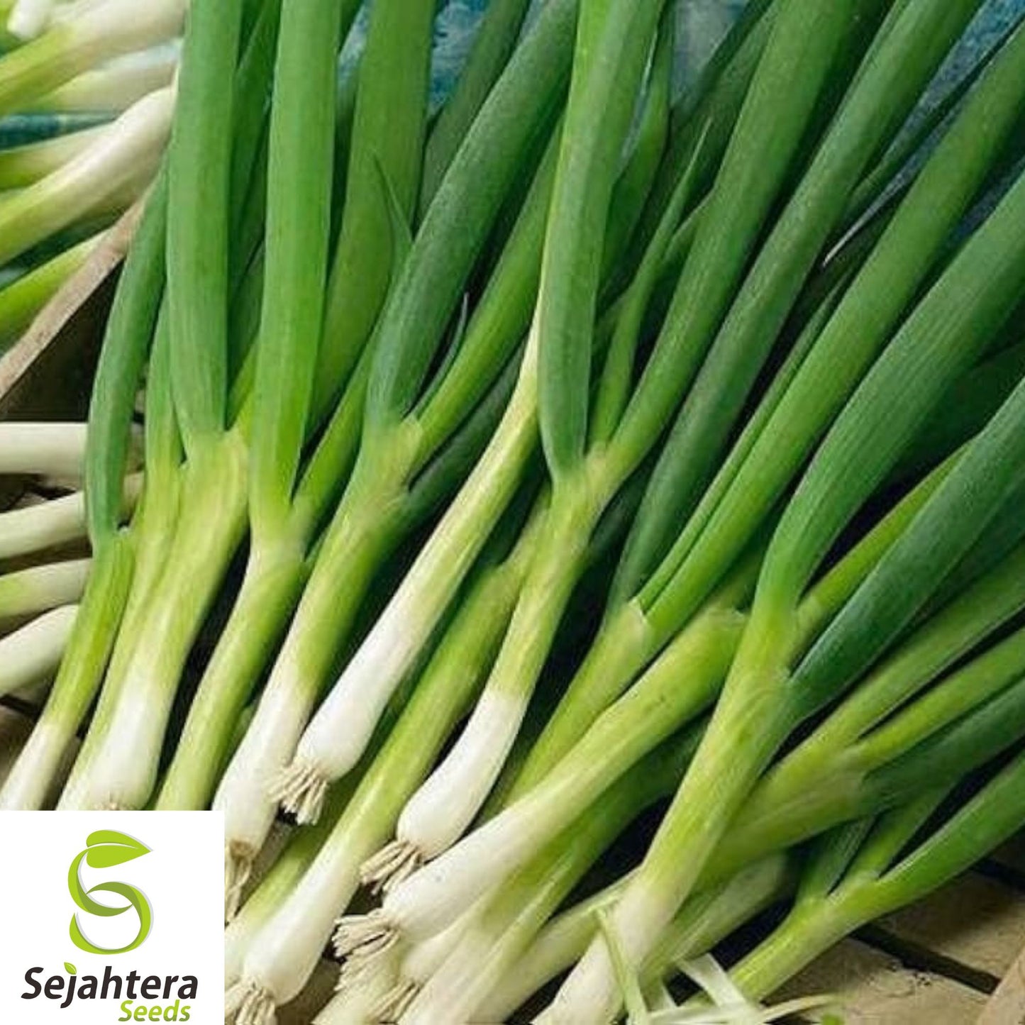 500+ White Lisbon Onion Seeds - Heirloom, Non-GMO, Bunching Scallion, Fast Growing