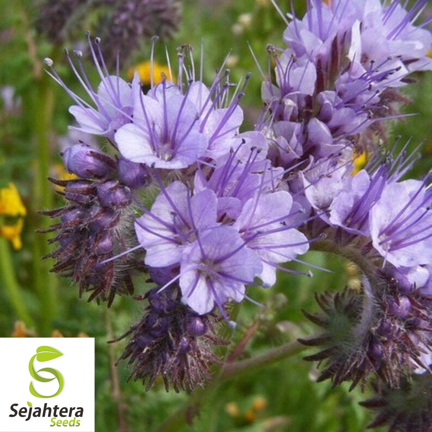 Lacy Phacelia Seeds - 200+ Heirloom - Pollinator-Friendly & Cover Crop