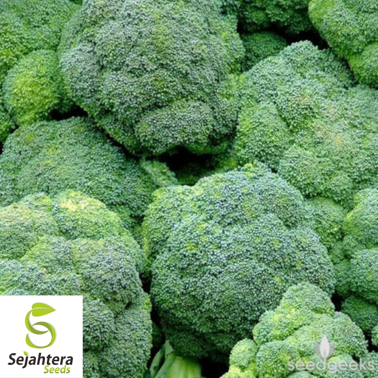 Broccoli Seeds 600+ | Waltham 29 Heirloom Vegetable NON-GMO USA