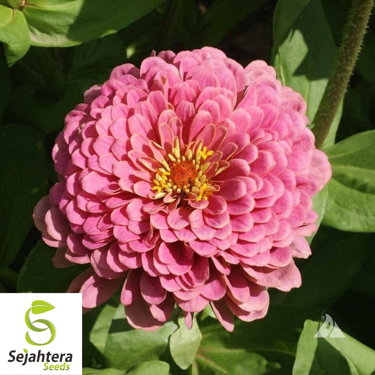 Pink Luminosa Zinnia Seeds 200+ | Vibrant Elegans Flower Garden USA