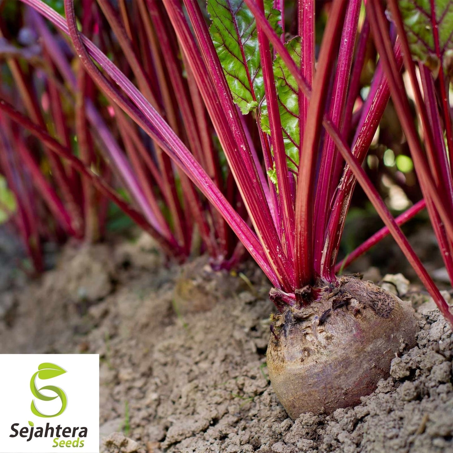 Early Wonder Tall Top Beet Seeds 100 Ct | NON-GMO Vegetable Garden USA