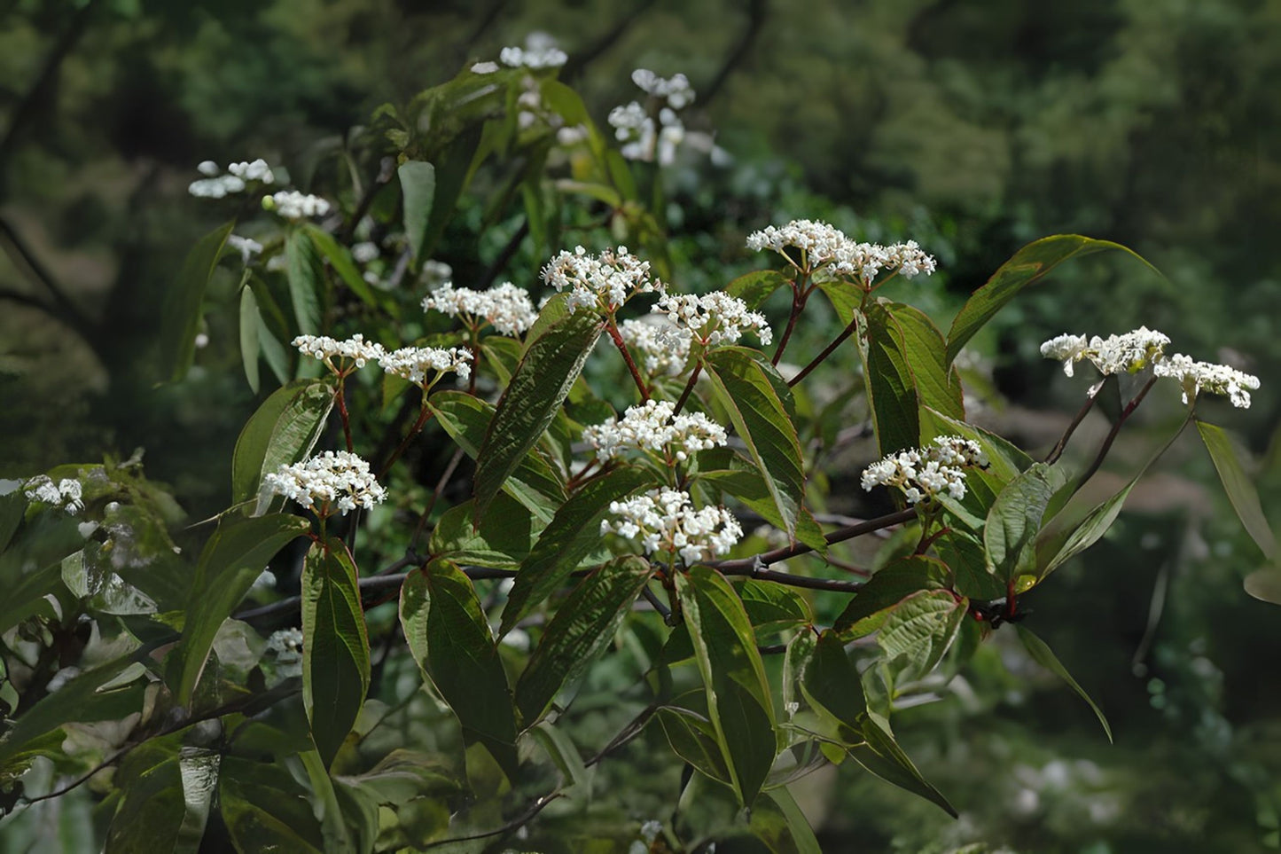 Tea Viburnum (Viburnum setigerum)