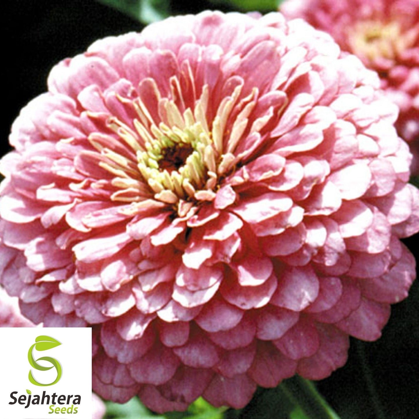 Pink Luminosa Zinnia Seeds 200+ | Vibrant Elegans Flower Garden USA