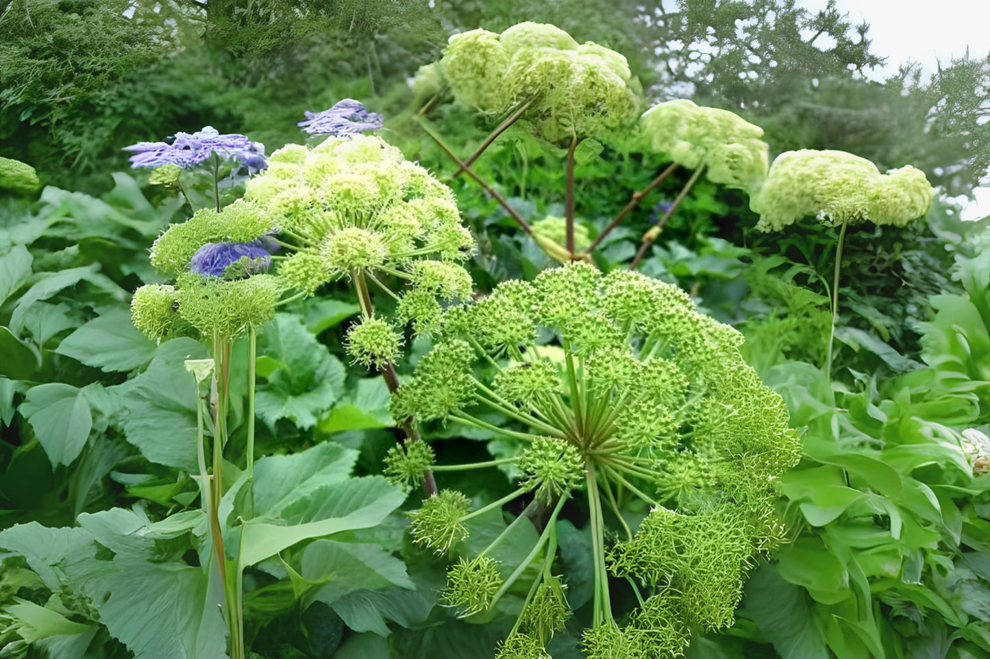 Angelica Archangel Norwegian Angelica Parship (Angelica archangelica)