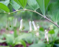 20 Solomon’s Seal Bare Root Plants – Polygonatum biflorum Native Perennial – Organic Shade Woodland Garden Transplants