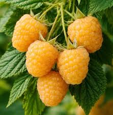 Fall Gold Raspberry Starter Plugs – Thornless Yellow Raspberry Plant – Rubus idaeus – Everbearing Golden Berry Bush
