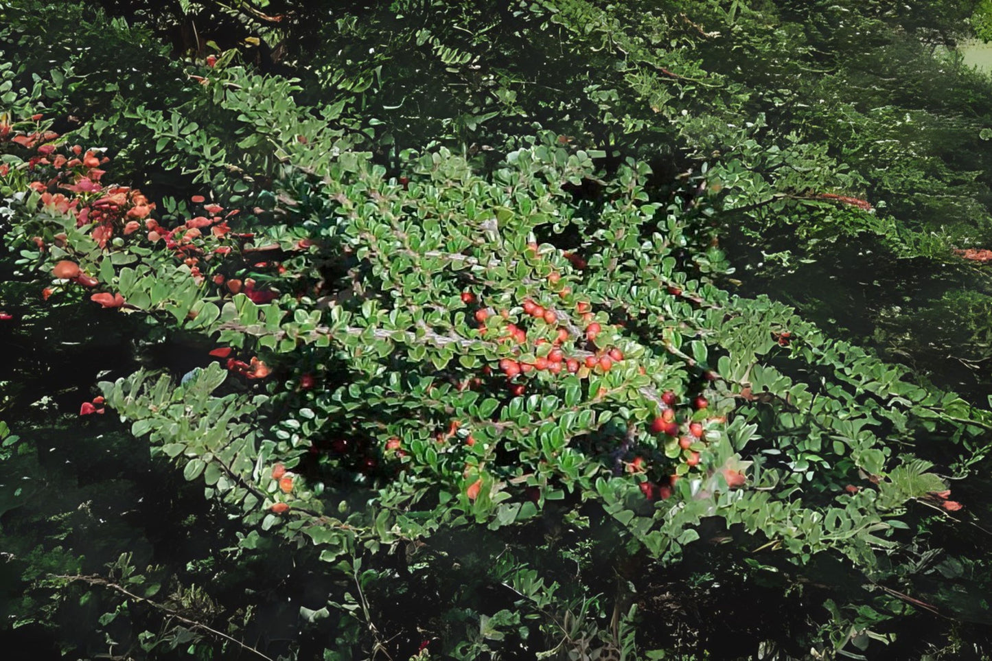 Rock Cotoneaster Rockspray Cotoneaster (Cotoneaster horizontalis dried berries)