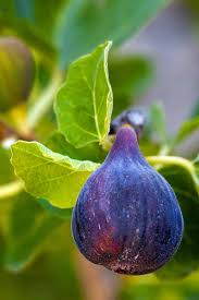 Olympian Fig Tree Start – Cold Hardy Fig Plant – Sweet Purple Fruit – Ficus carica – Live Fruit Tree for Zone 6–9 Garden