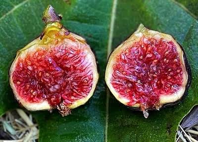 Fignomenal Dwarf Fig Tree Starter Plant β Self-Fertile Ficus carica β Compact Patio Fruit Tree β Live Edible Perennial