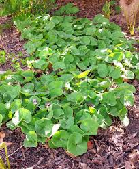 20 Wild Ginger Plants Bare Root – Asarum canadense Native Perennial – Organic Shade Ground Cover for Woodland Garden