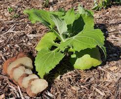 Yacón Root Plant – Smallanthus sonchifolius – Bolivian Sunroot Starter – Edible Tuber Perennial – Rare Root Vegetable Plant