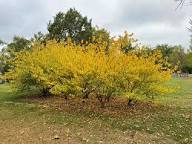 3 Spicebush Shrubs 6–12” – Lindera benzoin Bare Root – Native Woodland Plant – Swallowtail Host Plant – Fragrant Northern Spicebush