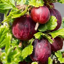 Pixwell Gooseberry Plant – Ribes uva-crispa – Cold Hardy Fruit Shrub – Sweet Tart Berries – Edible Garden Starter