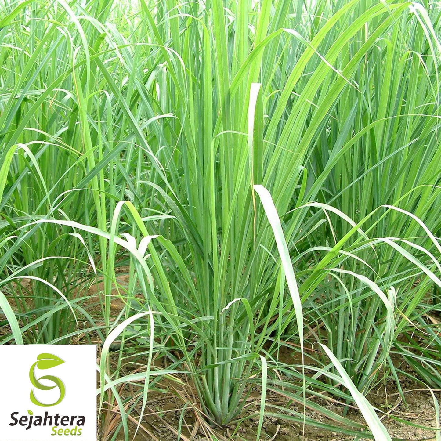 50+ Lemon Grass Seeds (Cymbopogon citratus) - Non-GMO, Fresh & Aromatic Herb