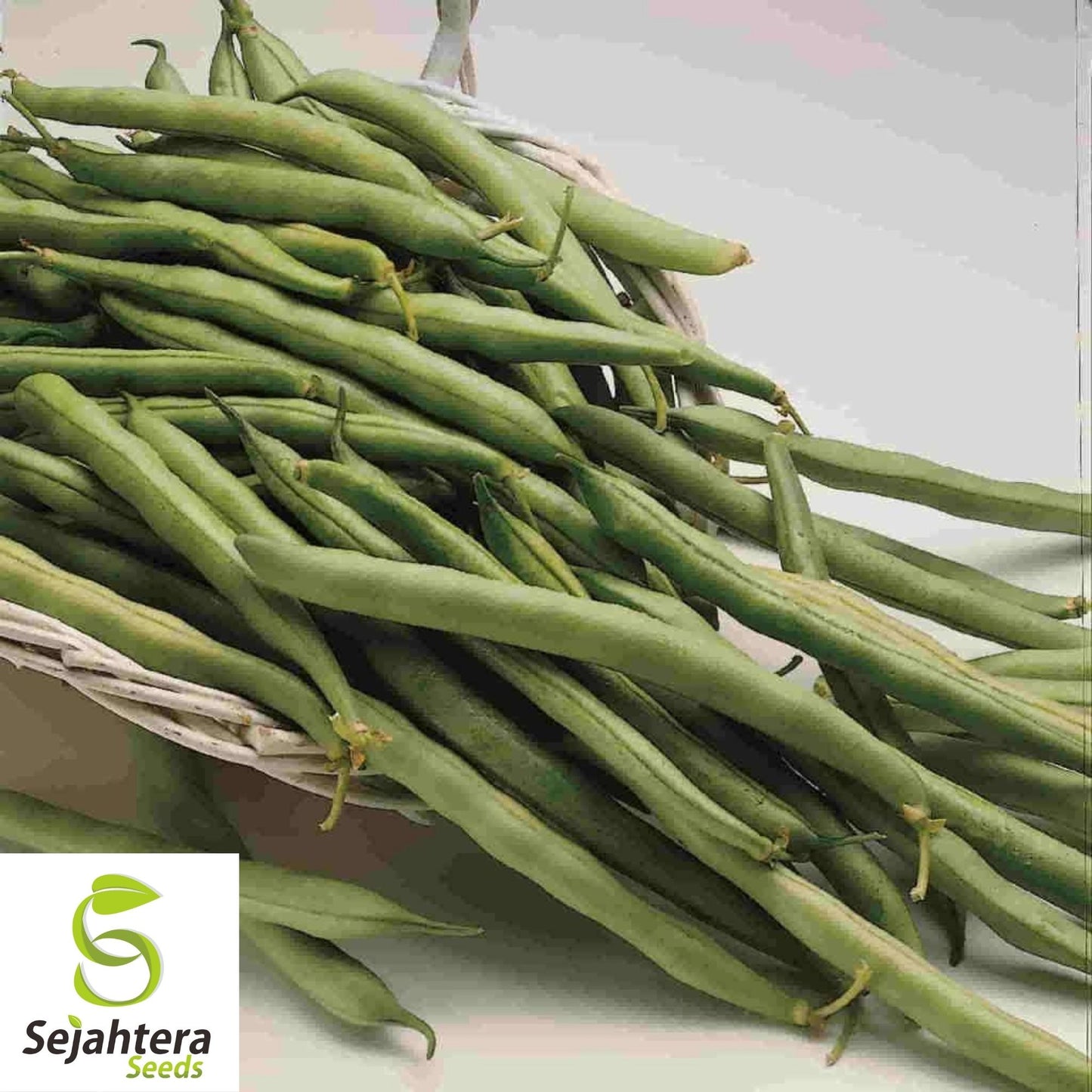 Contender Bean Seeds 40 Ct | Bush Green Stringless Vegetable NON-GMO USA