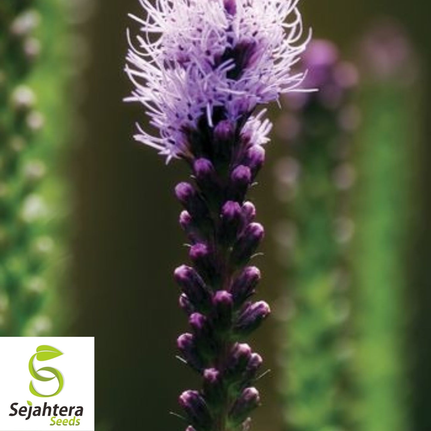 Lacy Phacelia Seeds - 200+ Heirloom - Pollinator-Friendly & Cover Crop
