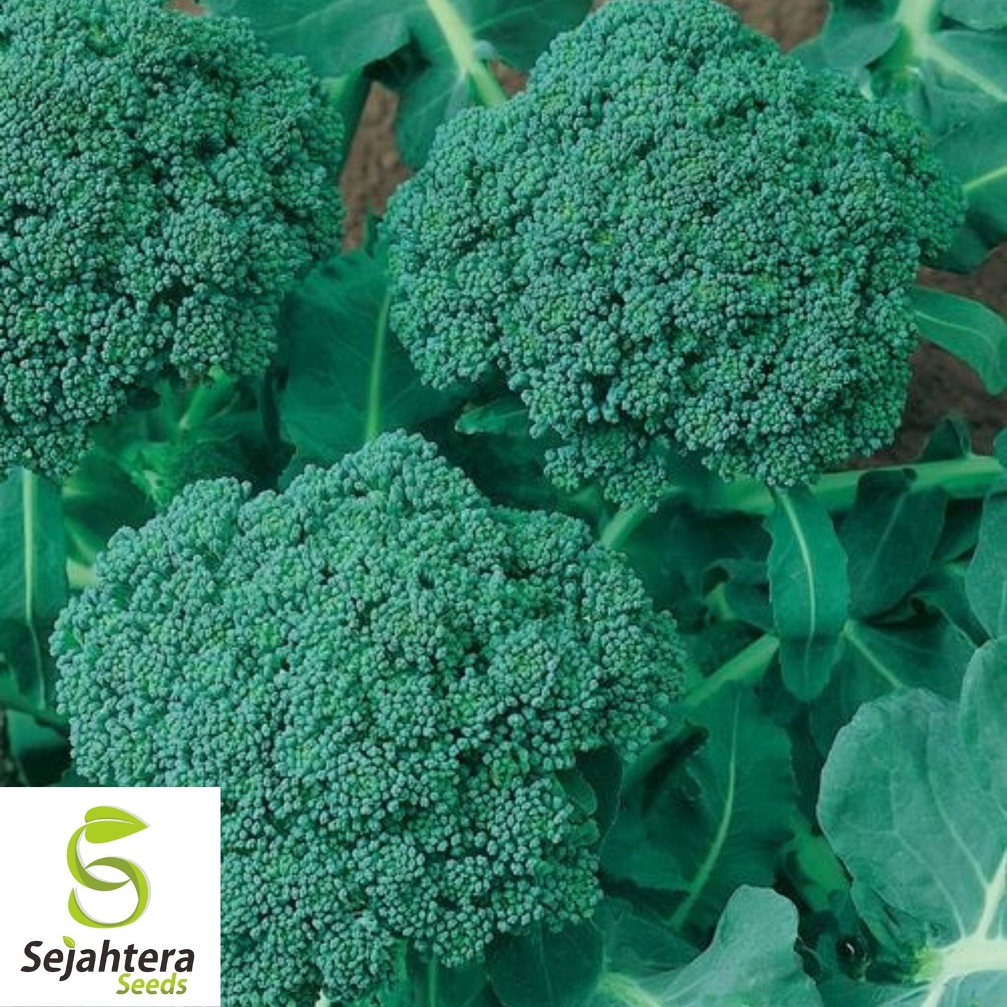 Broccoli Seeds 600+ | Waltham 29 Heirloom Vegetable NON-GMO USA