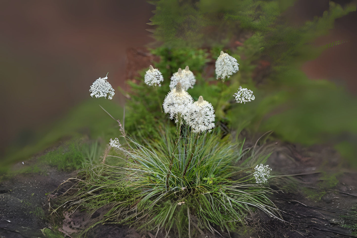 Bear Bear Lily Elk Basket Quip-quip Soap Squaw Turkeybeard (Xerophyllum tenax)