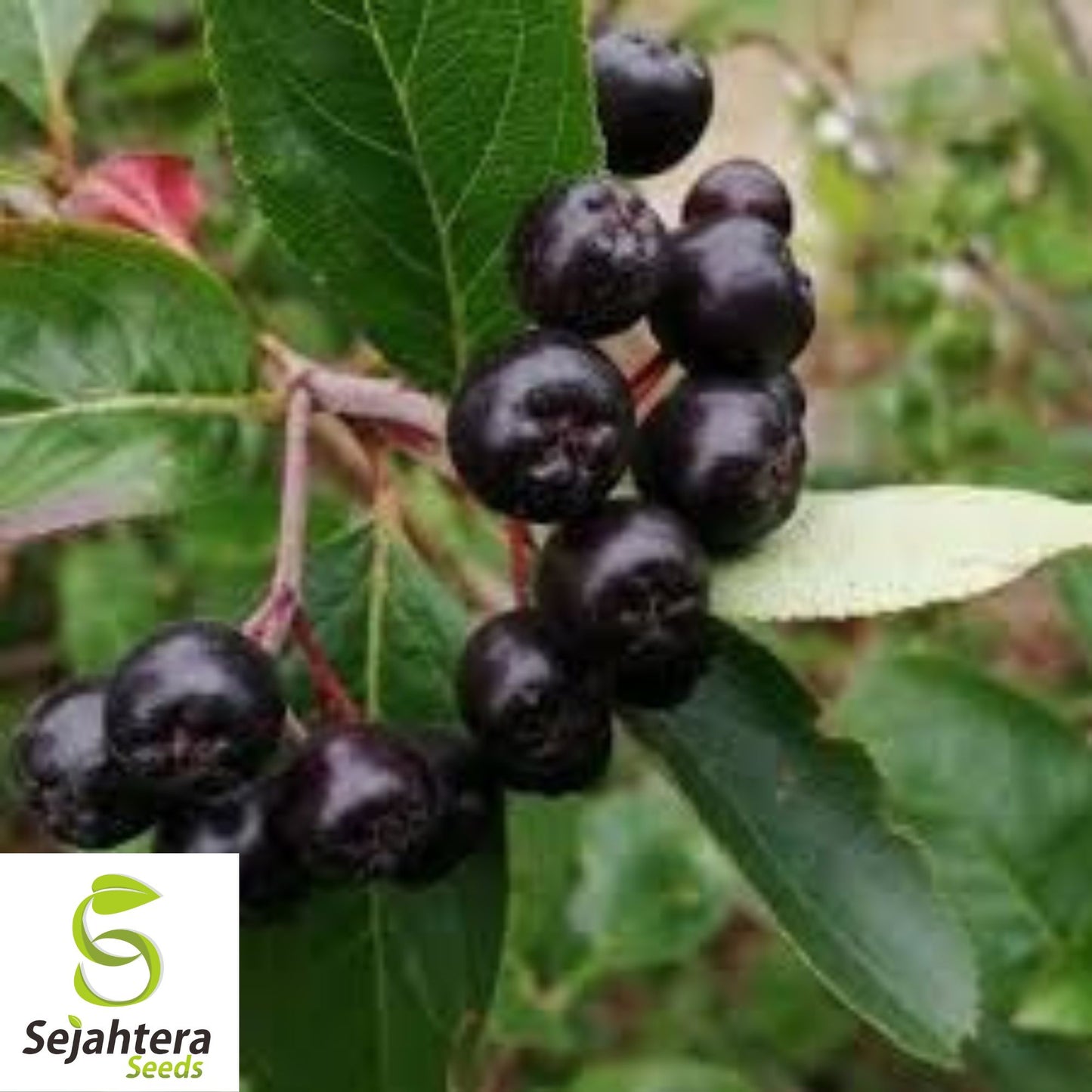 Aronia melanocarpa Black Chokeberry 35+ Seeds | White Flower Shrub