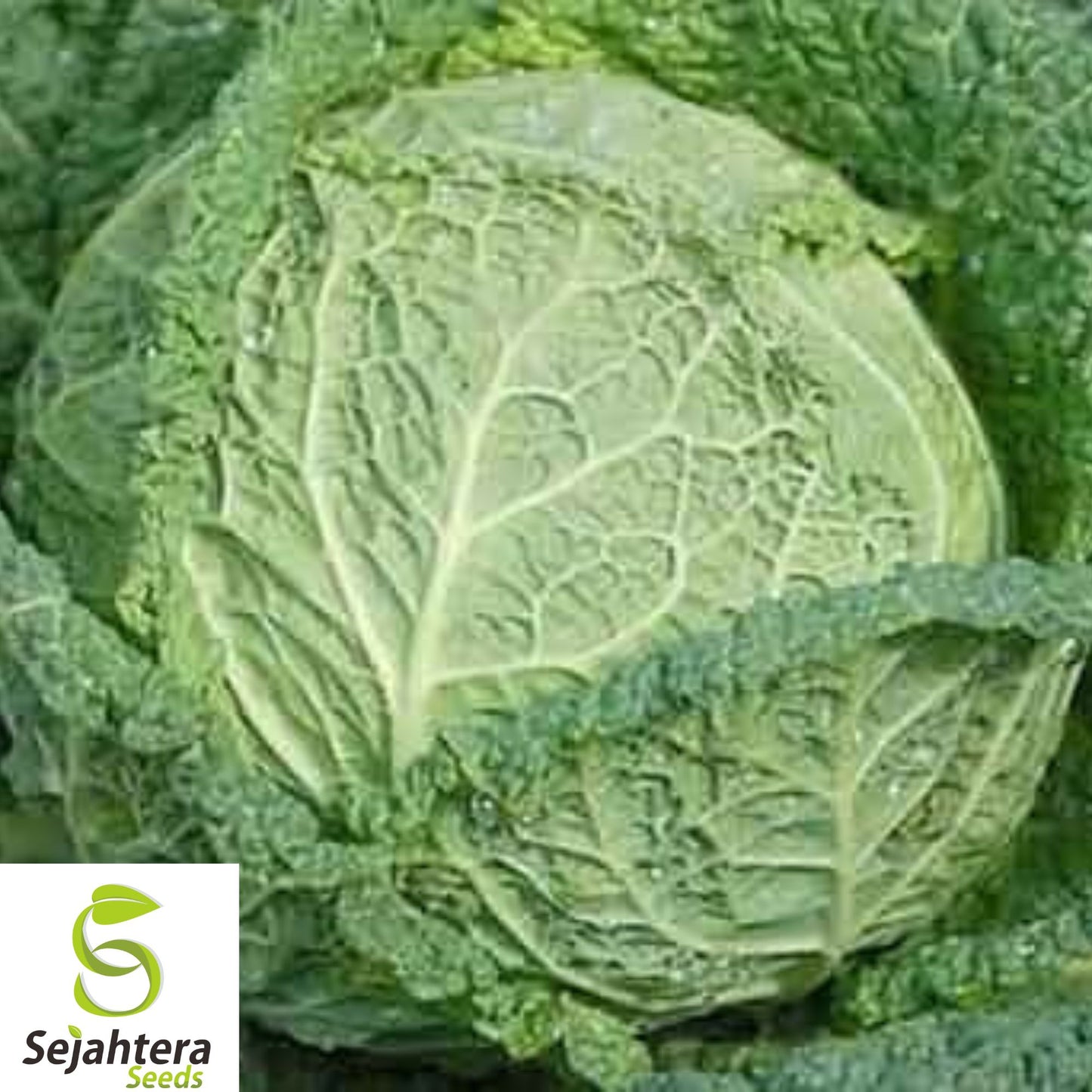 500+ Savoy Perfection Cabbage Seeds - Heirloom, Non-GMO, Crisp & Sweet Variety