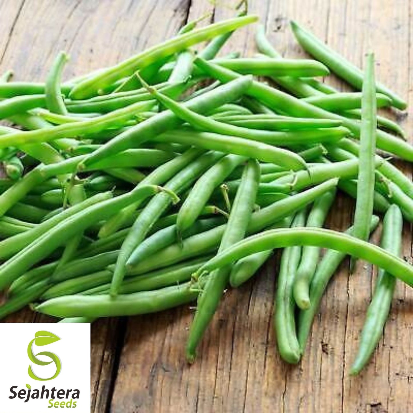 Contender Bean Seeds 40 Ct | Bush Green Stringless Vegetable NON-GMO USA