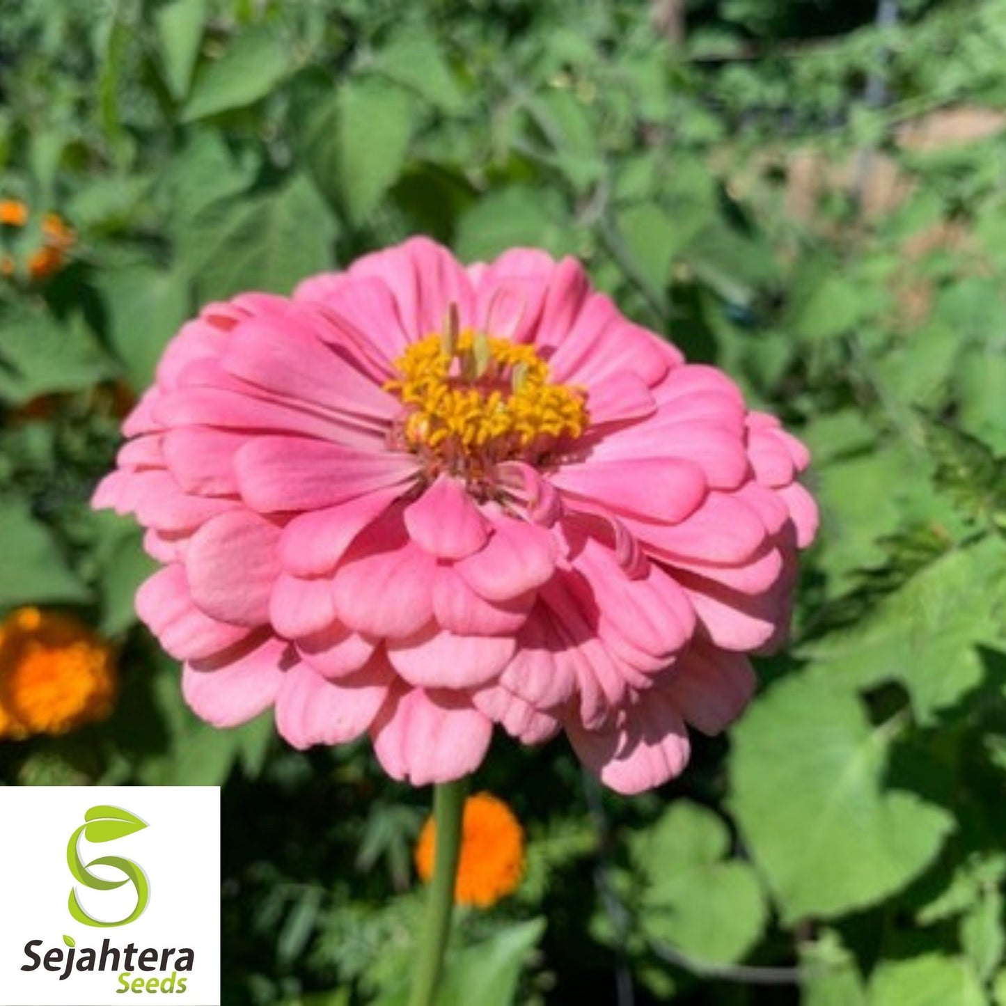 Pink Luminosa Zinnia Seeds 200+ | Vibrant Elegans Flower Garden USA
