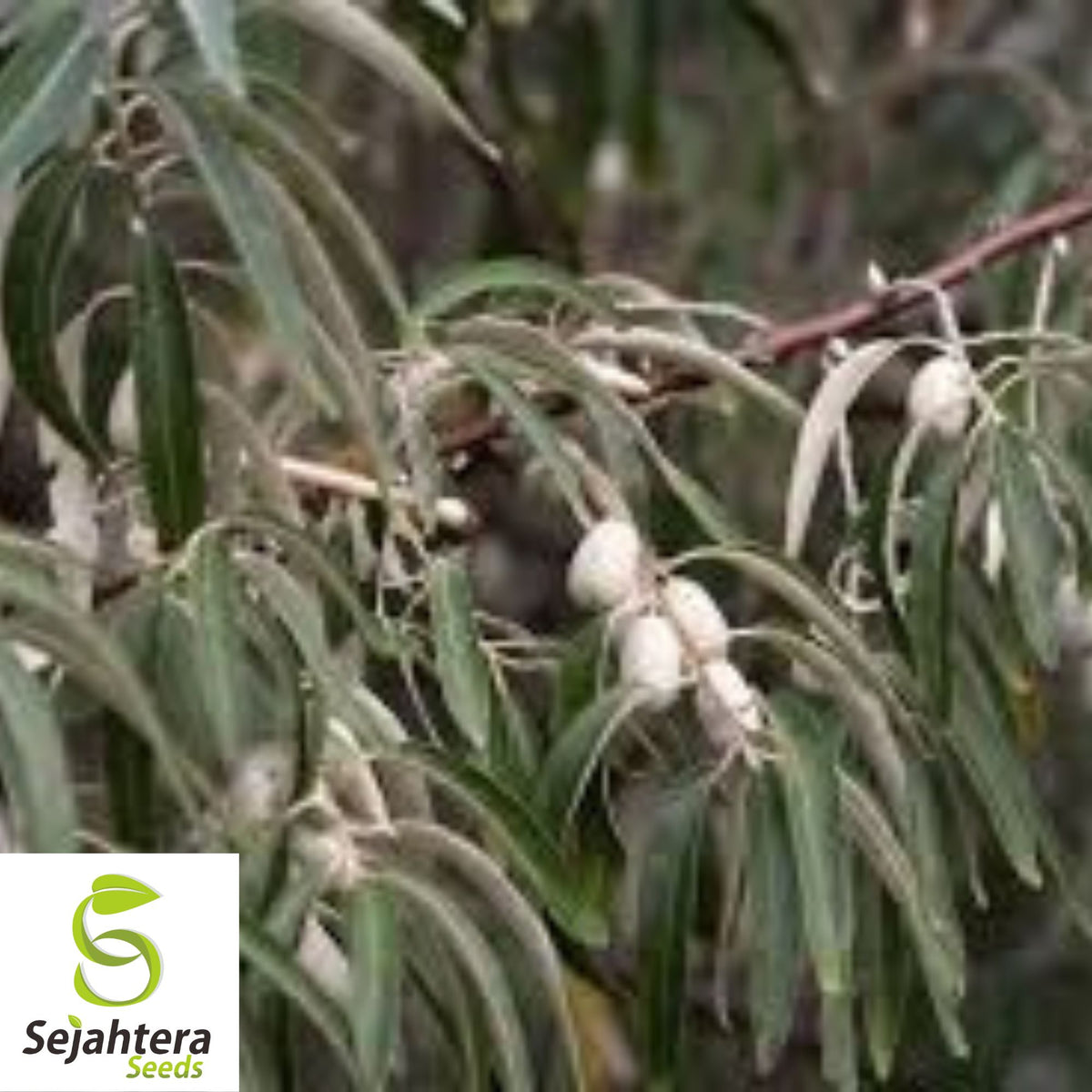 Russian Olive Seeds {Elaeagnus angustifolia} Organic 20 Seeds
