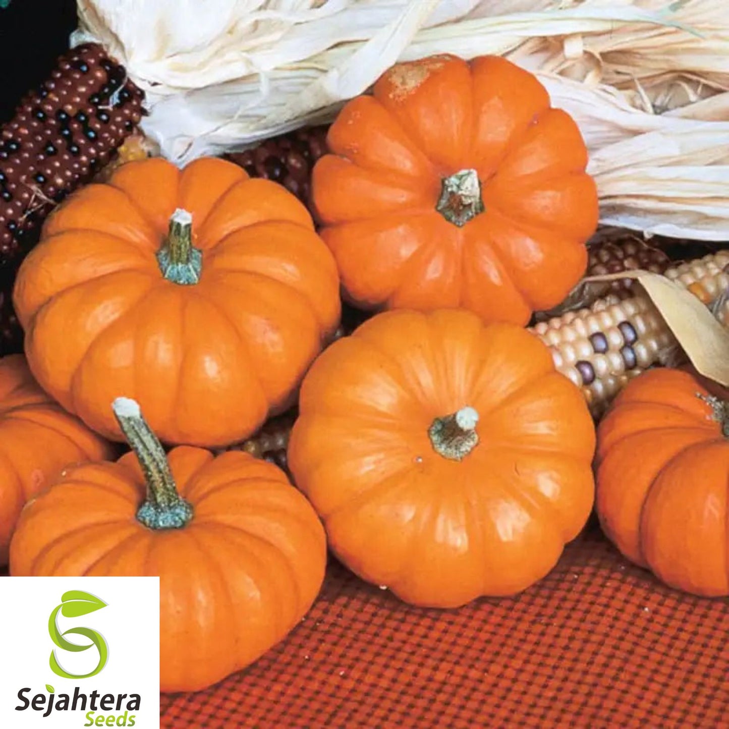 30+ Jack Be Little Pumpkin Seeds - Heirloom, Organic, Non-GMO, Mini Pumpkins