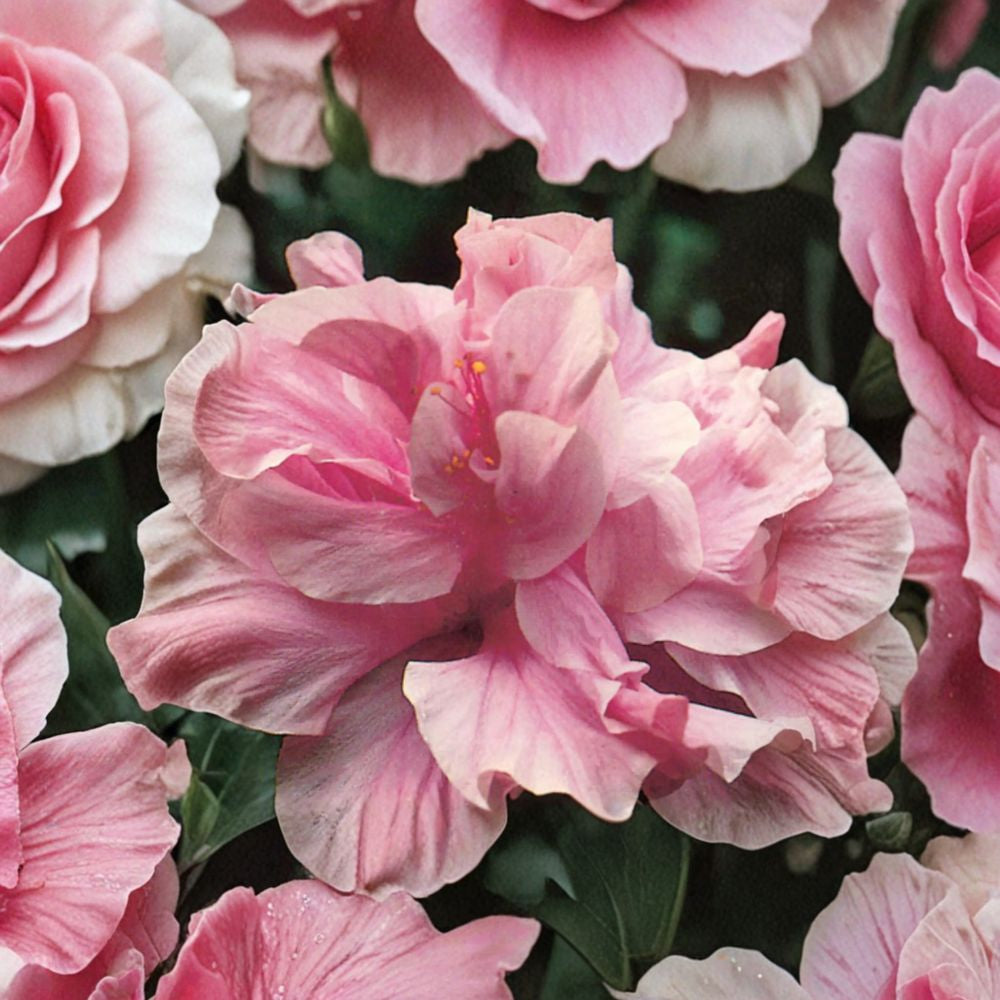 Kona Improved Hibiscus – Hibiscus rosa-sinensis Live Tropical Plant | 1 Foot Tall | Ships in 1 Gallon Pot Large Puffy Pink Flowers | Fast Growing | Tropical Garden Favorite