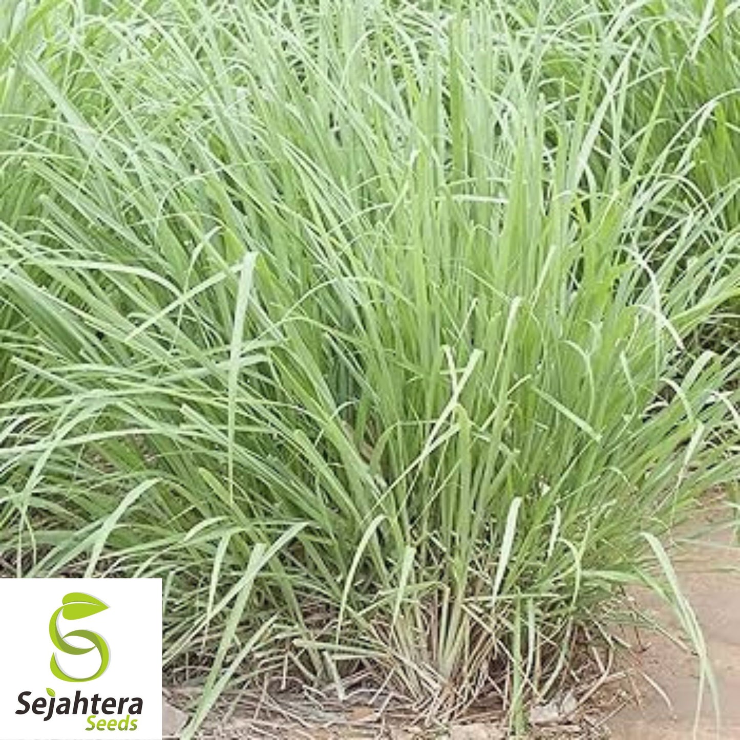 50+ Lemon Grass Seeds (Cymbopogon citratus) - Non-GMO, Fresh & Aromatic Herb