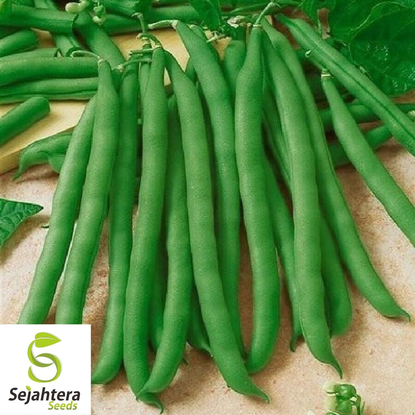 Contender Bean Seeds 40 Ct | Bush Green Stringless Vegetable NON-GMO USA