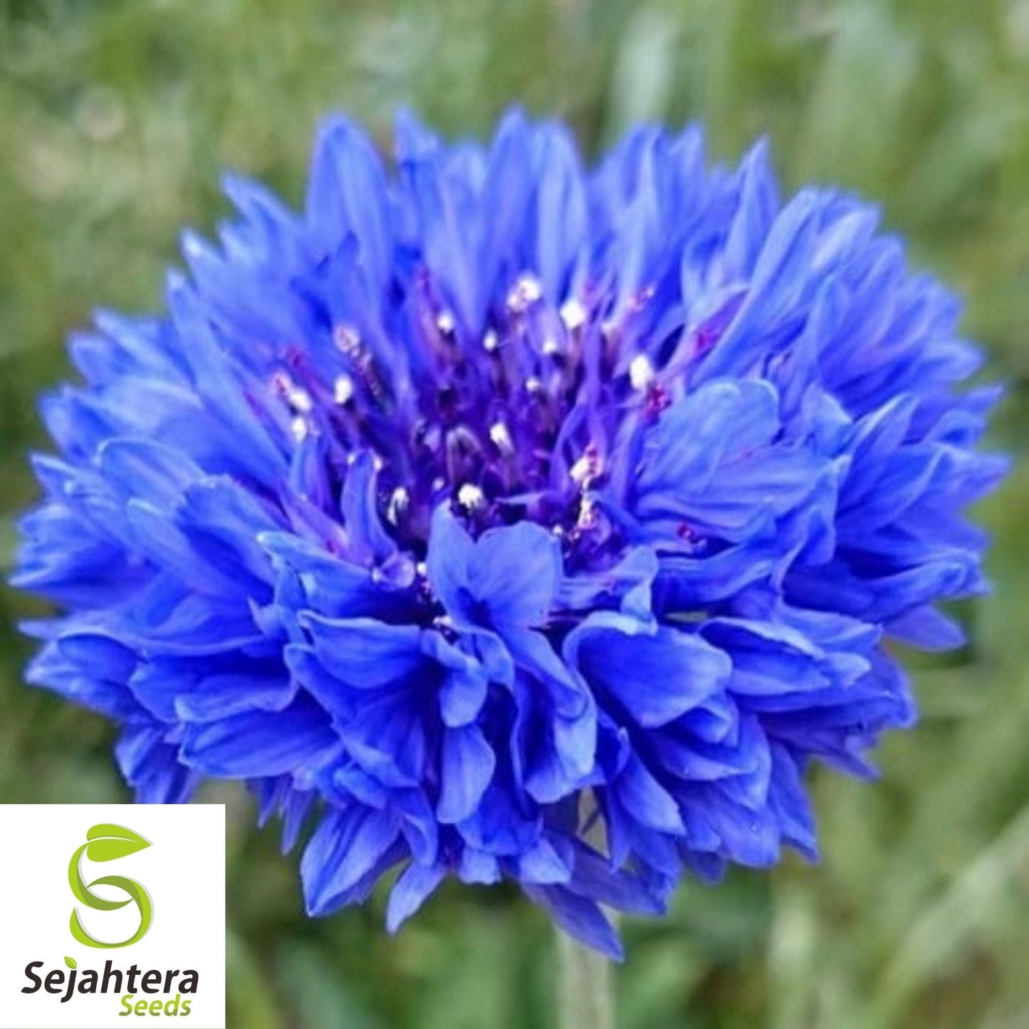 Tall Blue Cornflower Seeds 200+ | Bachelor Button Centaurea cyanus Flower USA