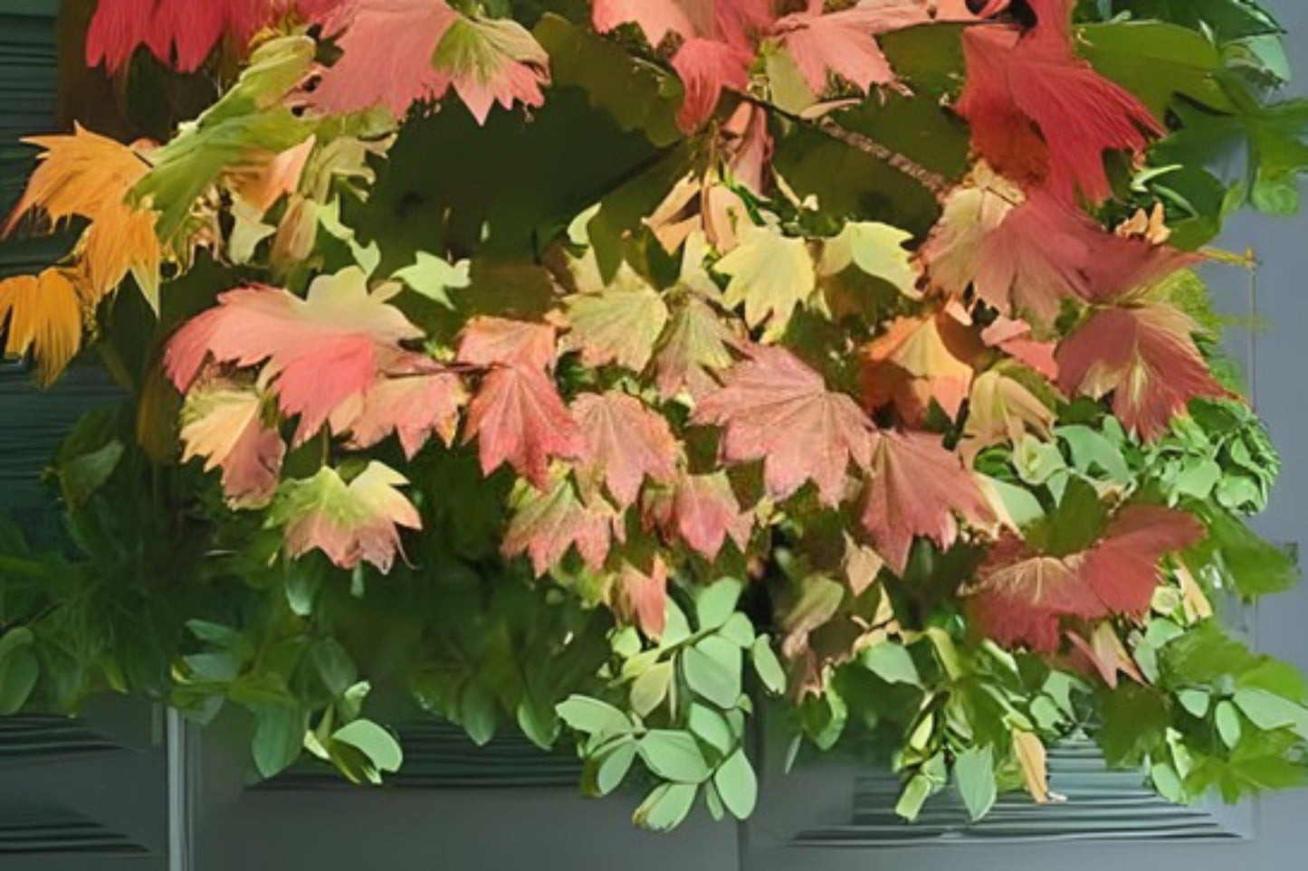 Vine Maple (Acer circinatum)