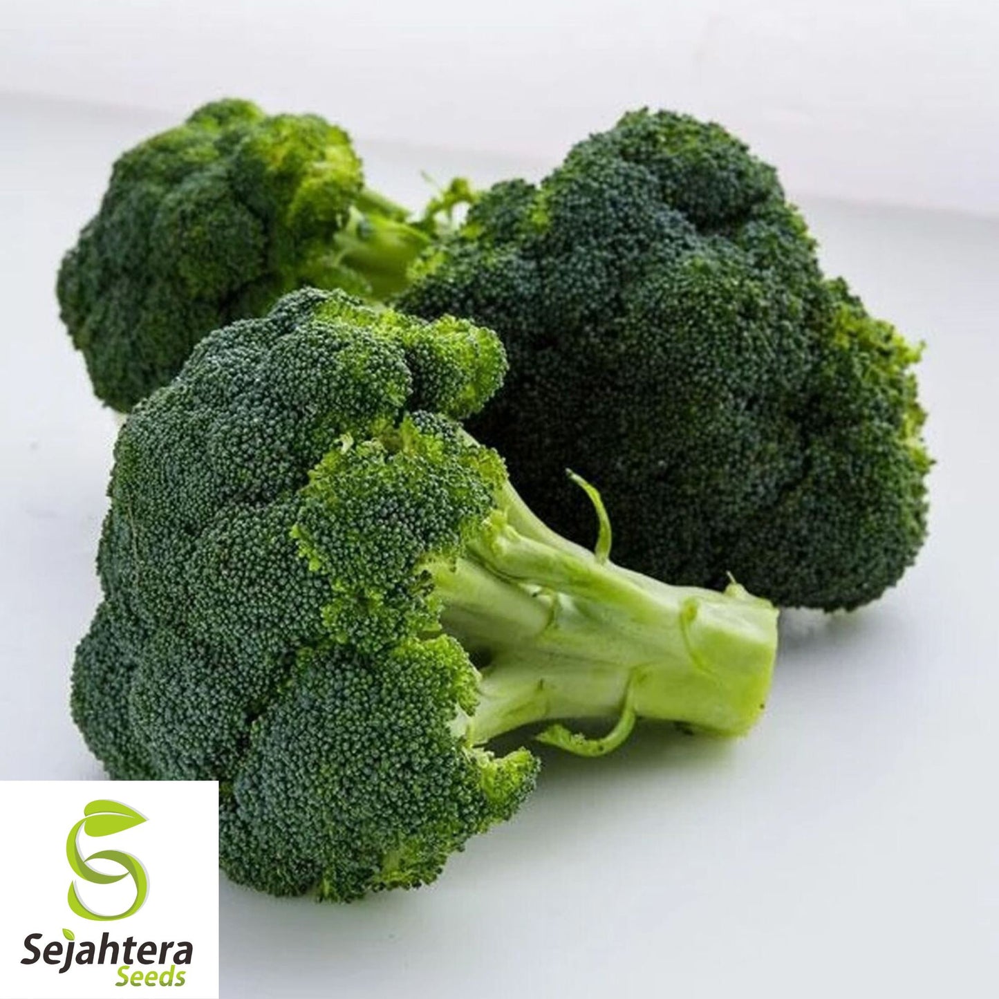 500 Waltham 29 Broccoli Seeds - Non-GMO, Heirloom Garden Vegetable
