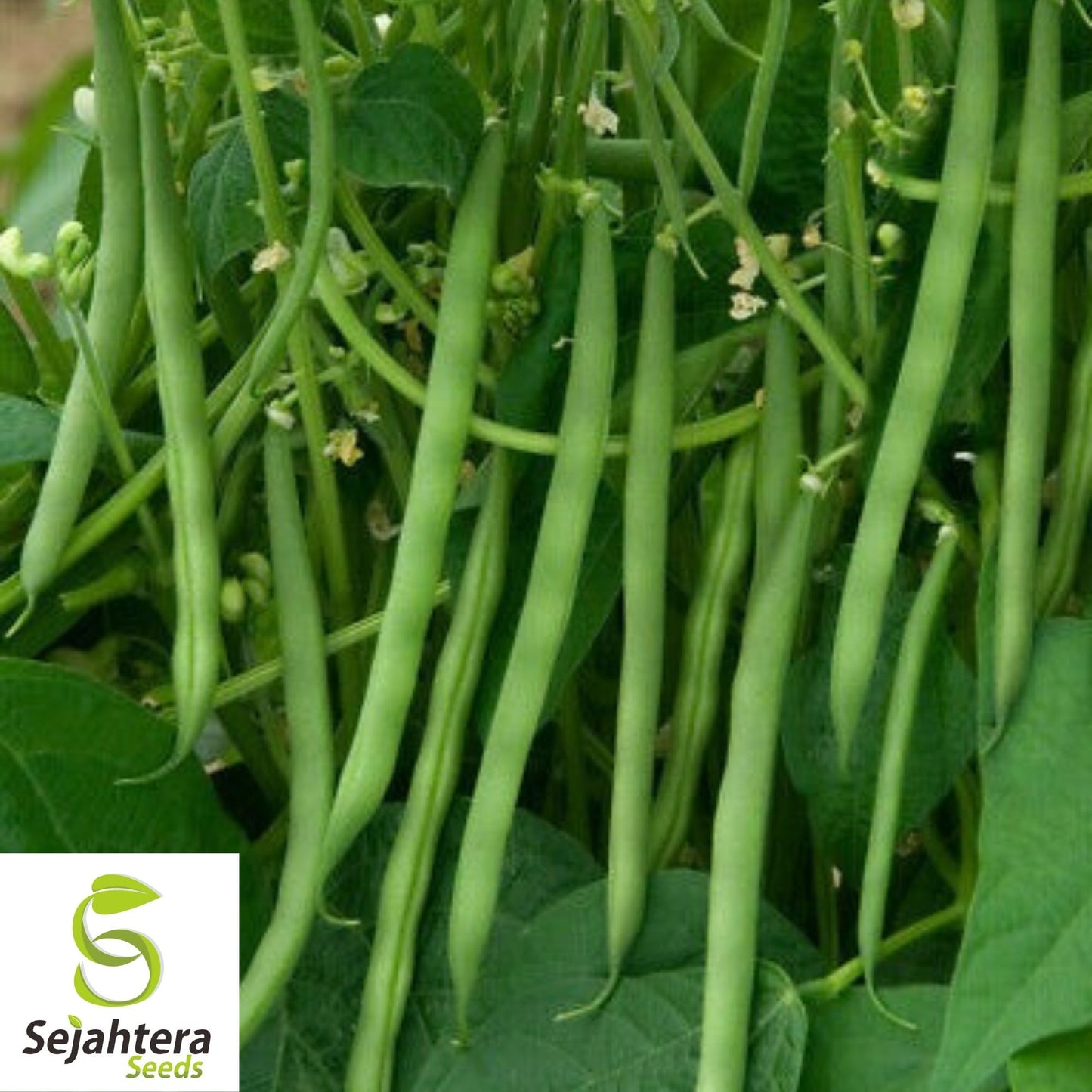 Contender Bean Seeds 40 Ct | Bush Green Stringless Vegetable NON-GMO USA