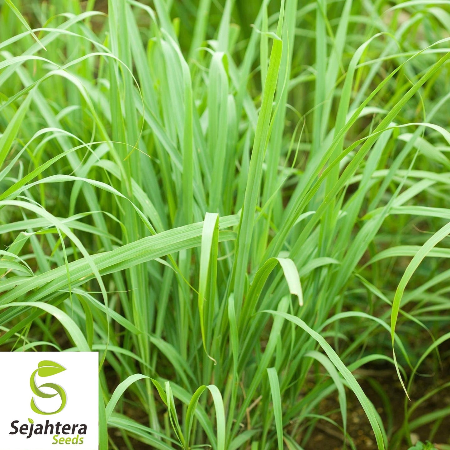 50+ Lemon Grass Seeds (Cymbopogon citratus) - Non-GMO, Fresh & Aromatic Herb