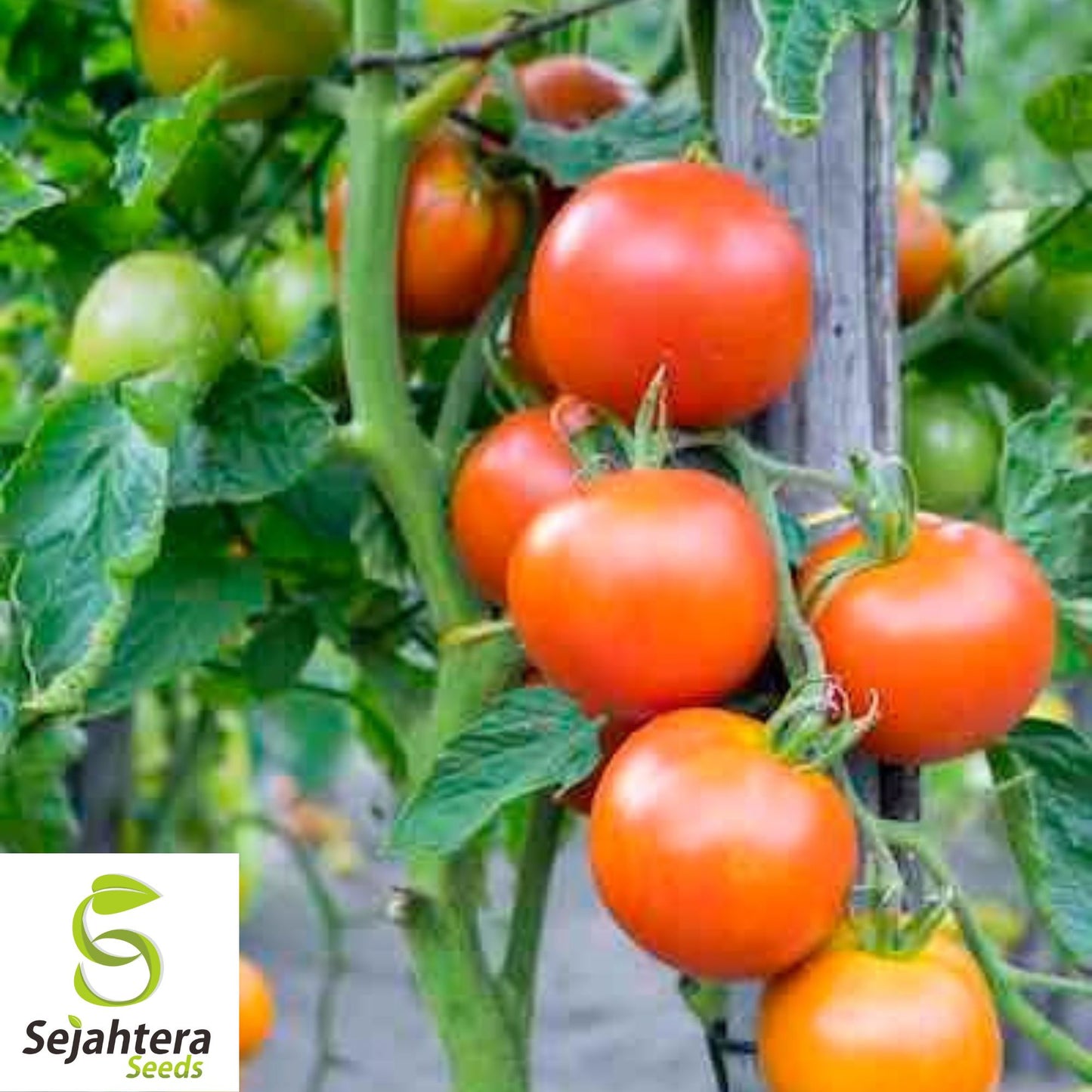 30 Isis Candy Cherry Tomato Seeds - Non-GMO, Sweet & Heirloom Variety