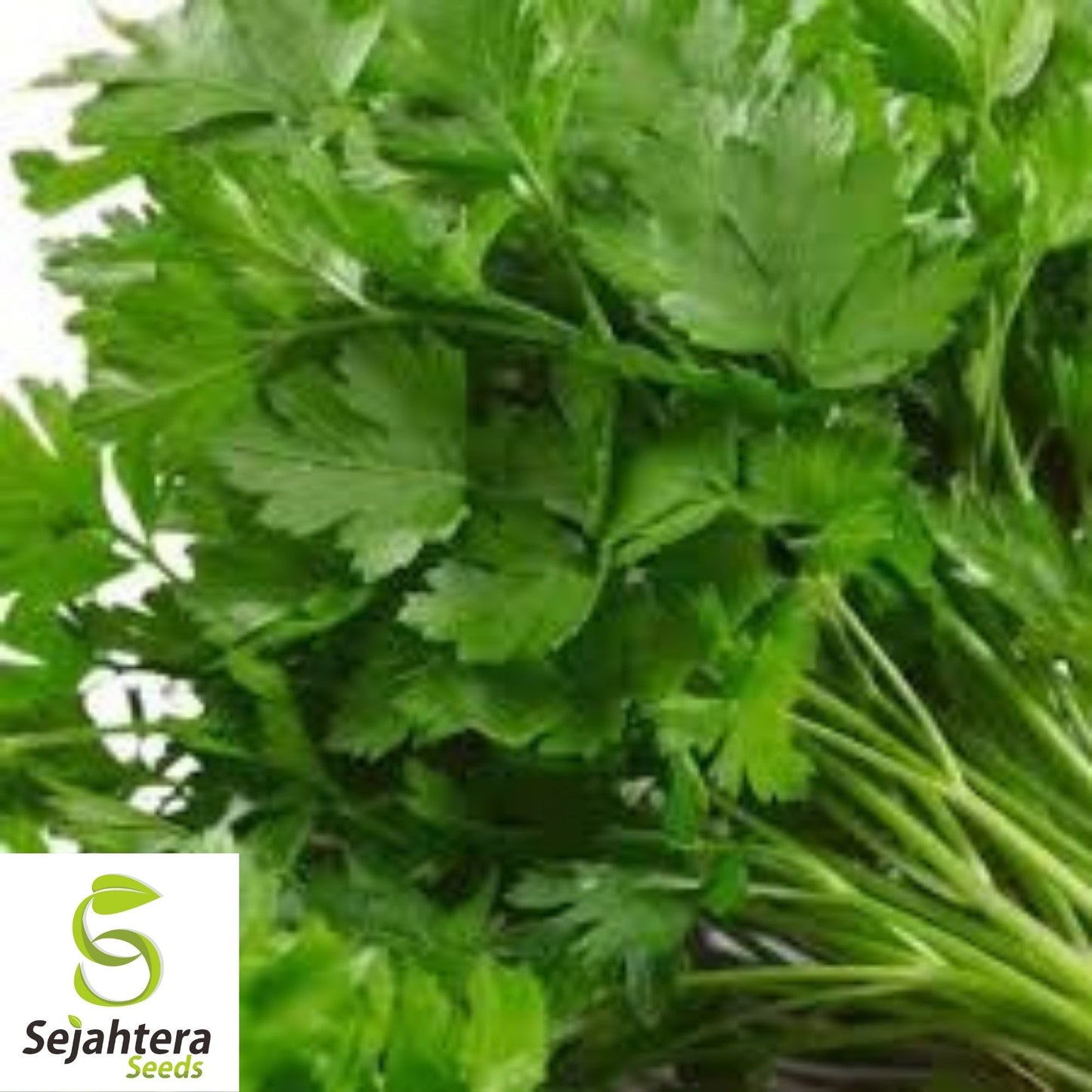 Dark Green Italian Parsley Seeds 1000+ | Flat Leaf Herb NON-GMO Garden USA