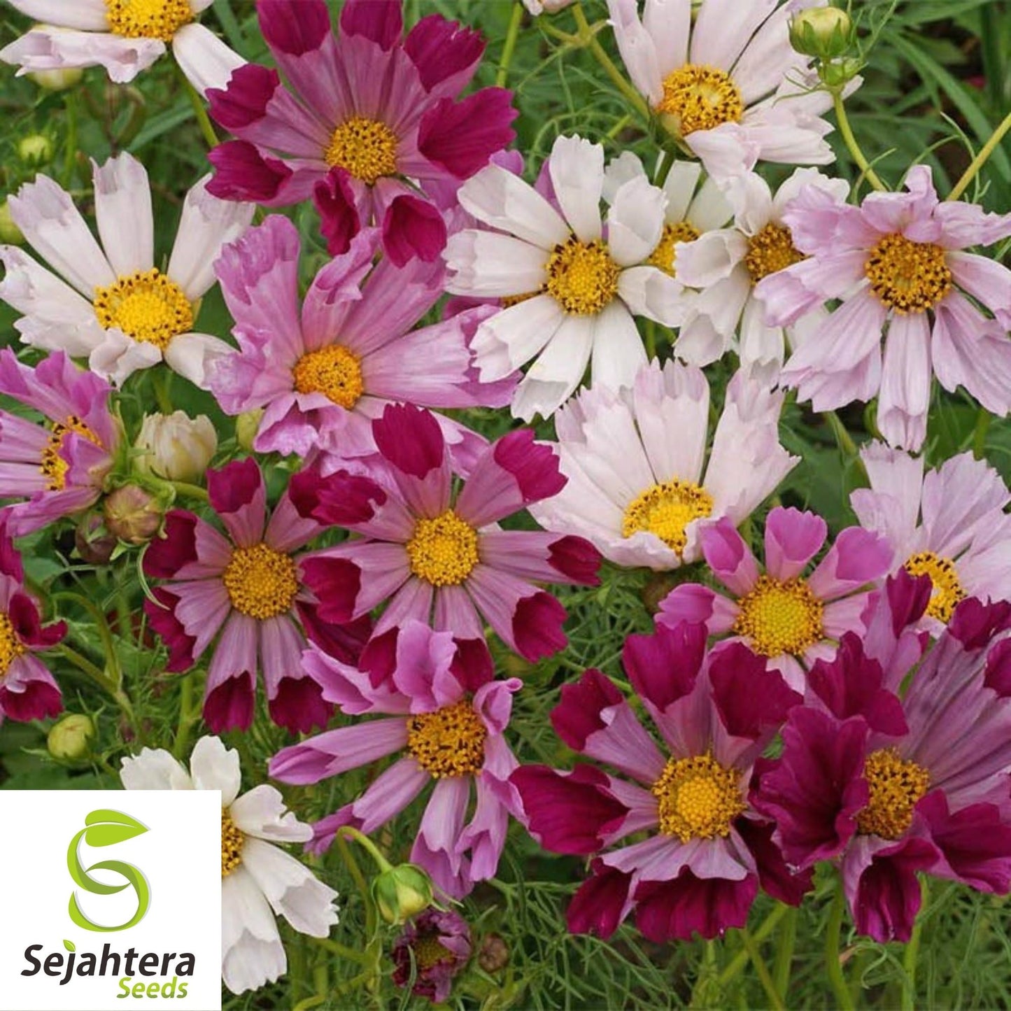Cosmos Sea Shells Mix Seeds 100 Ct | Mixed Colors Cut Flower Garden USA