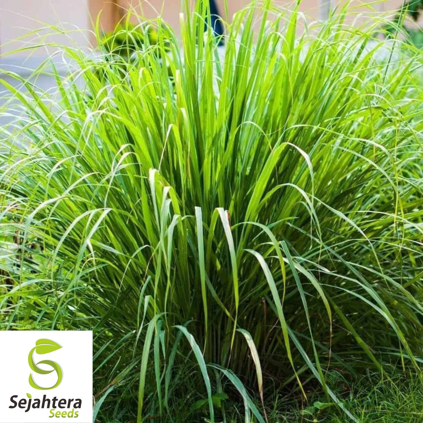 50+ Lemon Grass Seeds (Cymbopogon citratus) - Non-GMO, Fresh & Aromatic Herb