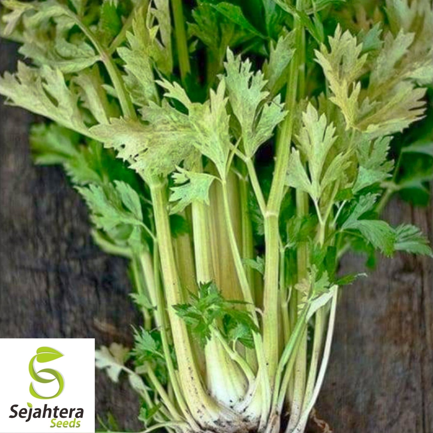 Golden Pascal Celery Seeds 500+ | Stringless Vegetable NON-GMO Garden USA