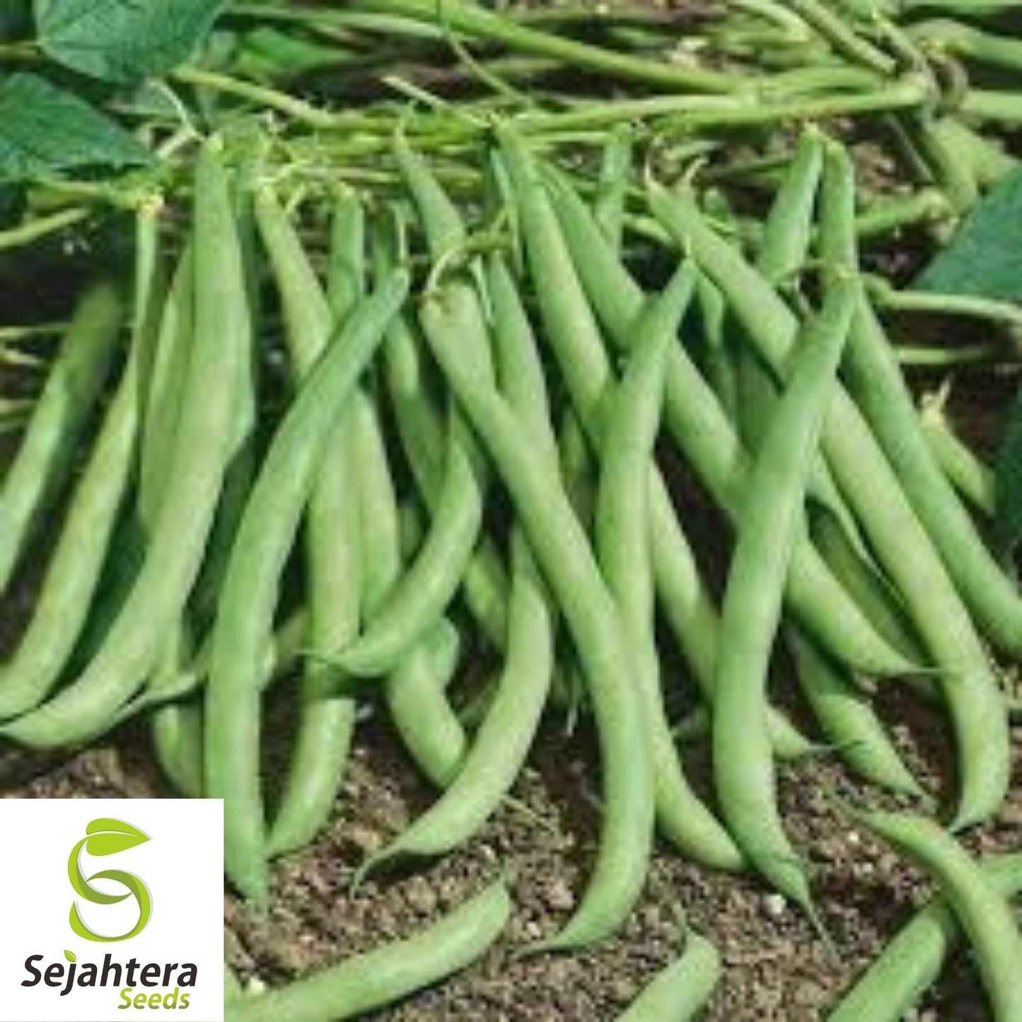 Contender Bean Seeds 40 Ct | Bush Green Stringless Vegetable NON-GMO USA