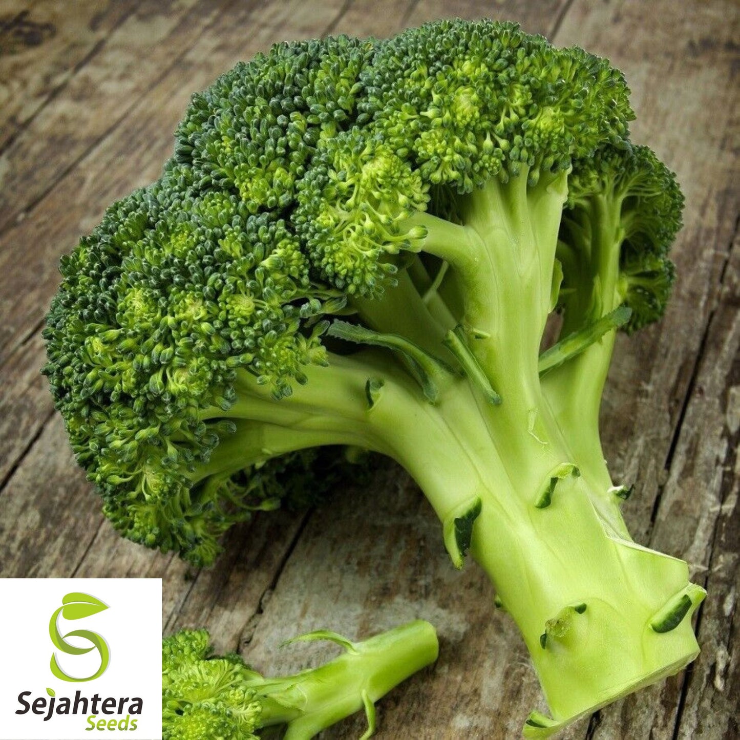 500 Waltham 29 Broccoli Seeds - Non-GMO, Heirloom Garden Vegetable