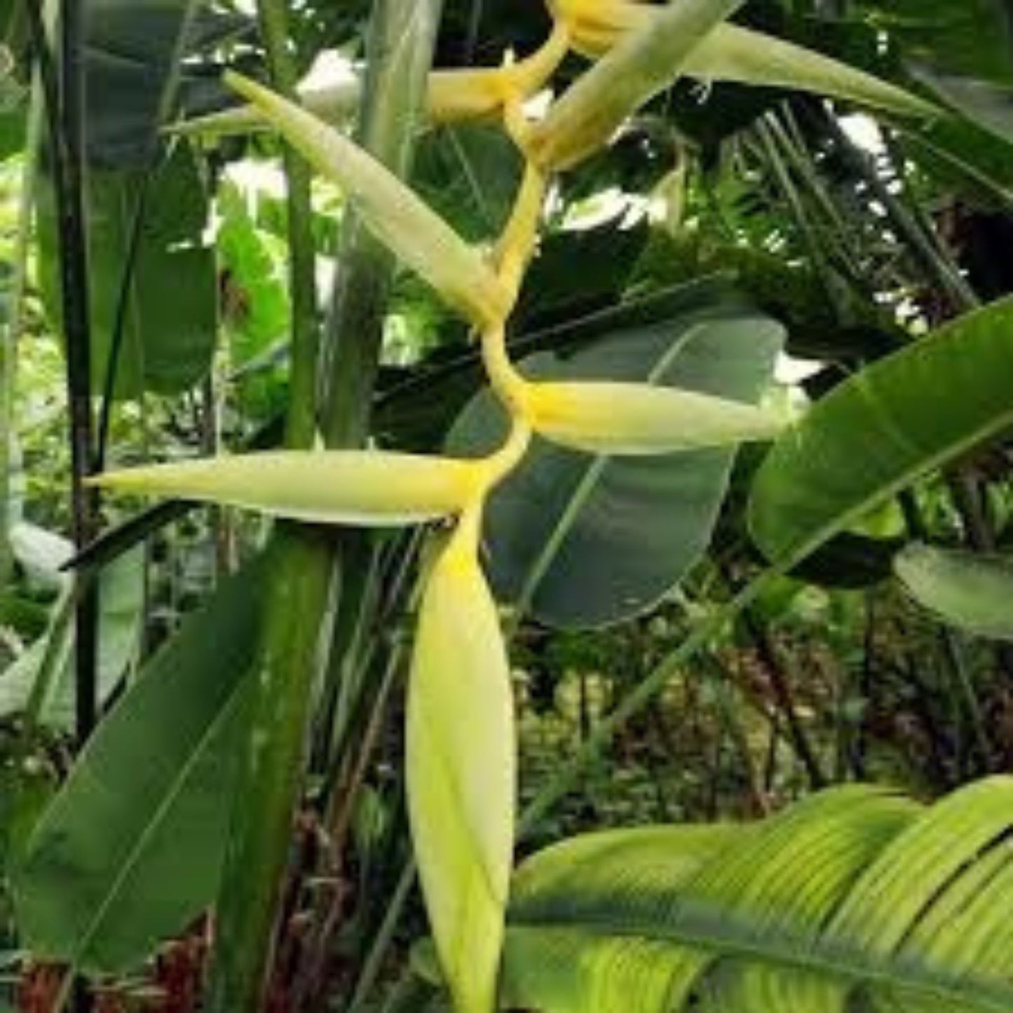 Mayan Gold Heliconia Seeds {Heliconia champneana} Rare 10 Seeds