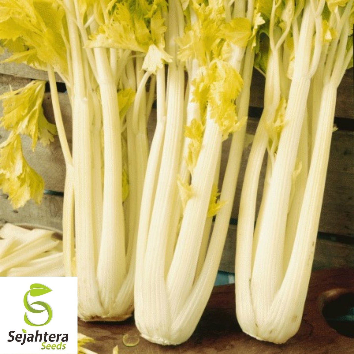 Golden Pascal Celery Seeds 500+ | Stringless Vegetable NON-GMO Garden USA