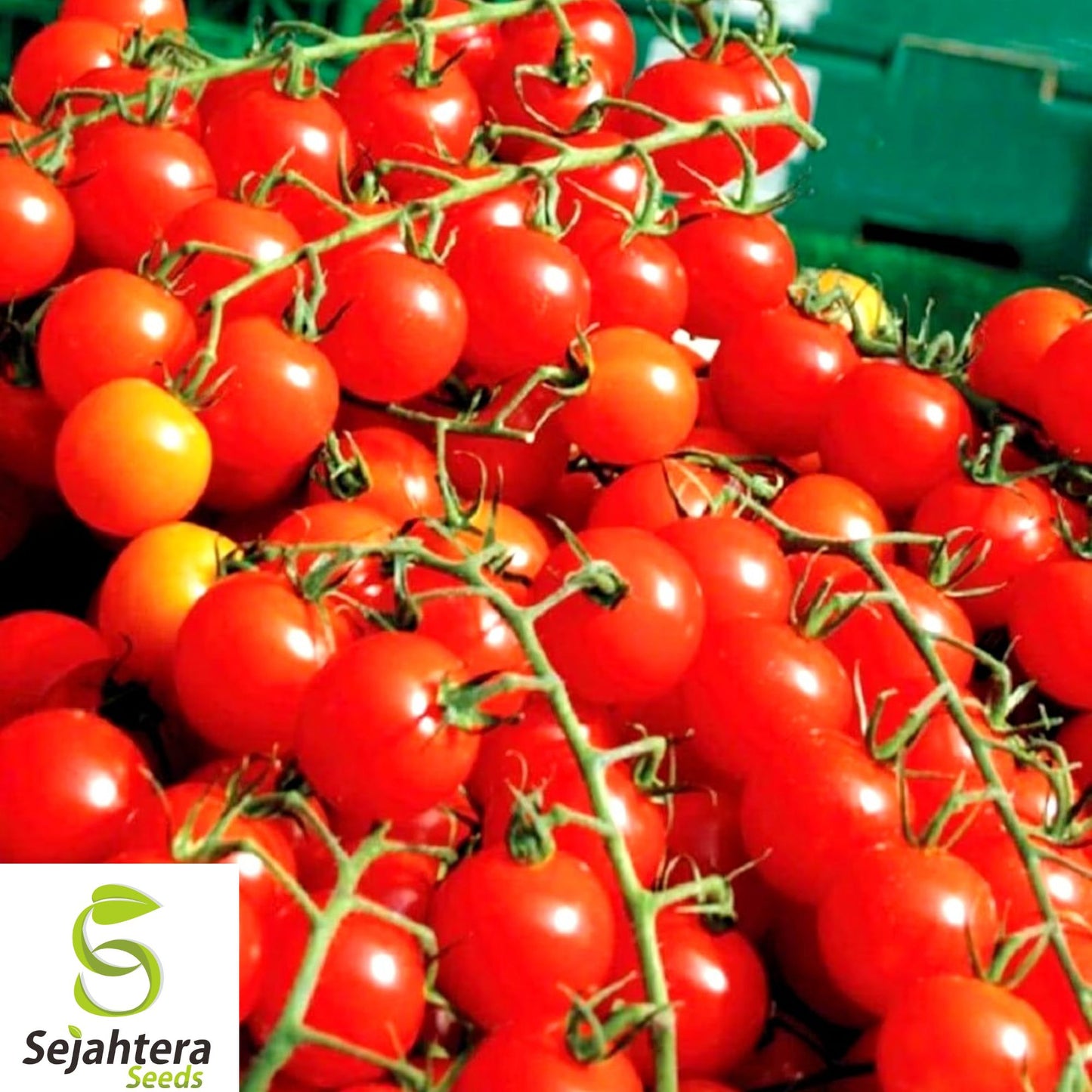 120+ Waterfall Tomato Seeds - Heirloom, Organic, Non-GMO, Sweet & High-Yield